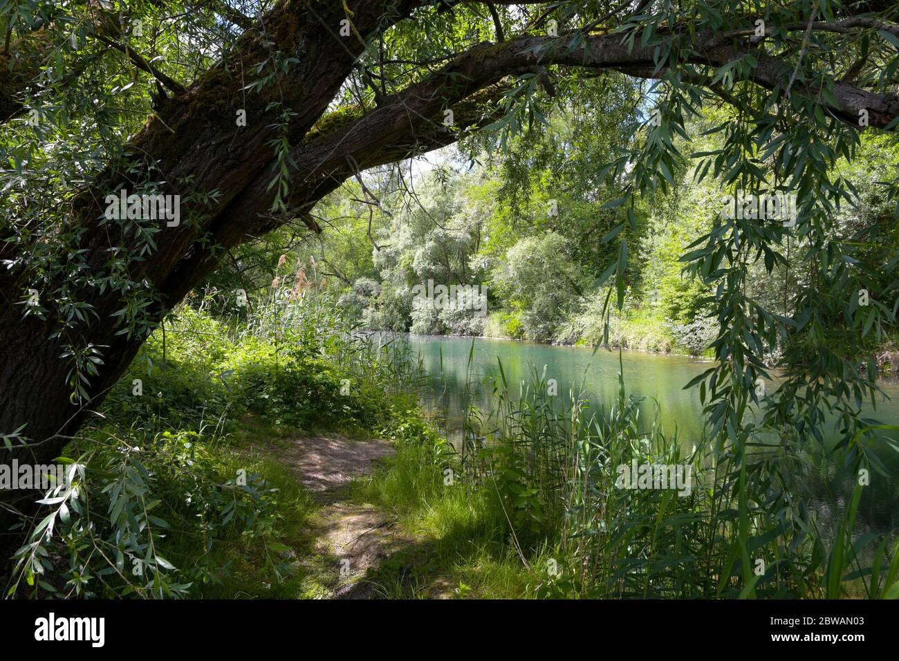Feuchtgebiete der Ile de Gerstheim im Elsass in frankreich Stockfoto