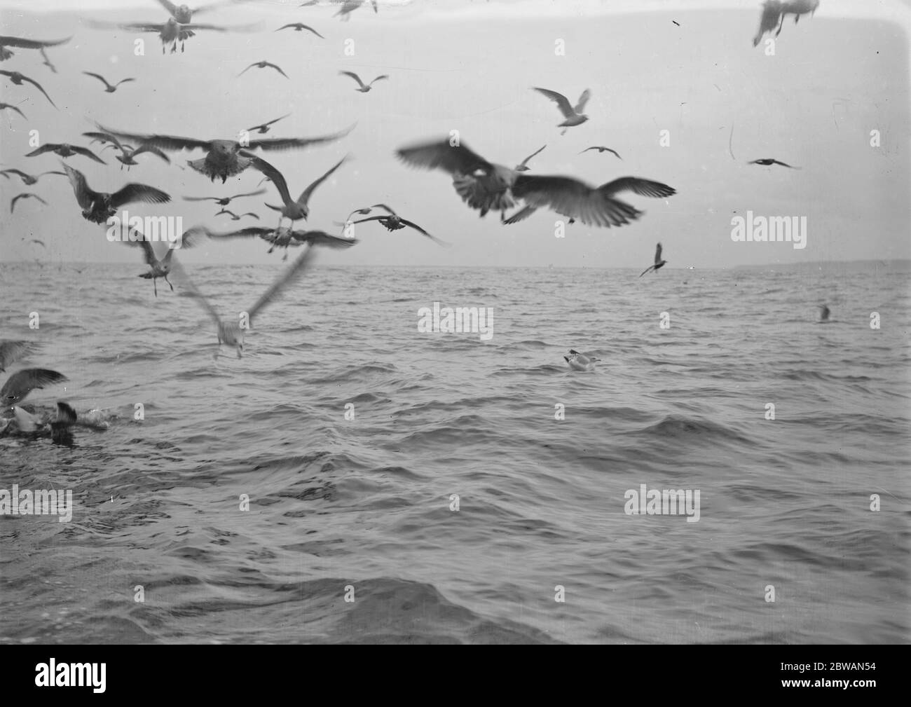 Eine Schar Möwen jagen nach Schrott von den Heringsbooten von Scarborough, die in Nordsee 1931 fischen Stockfoto