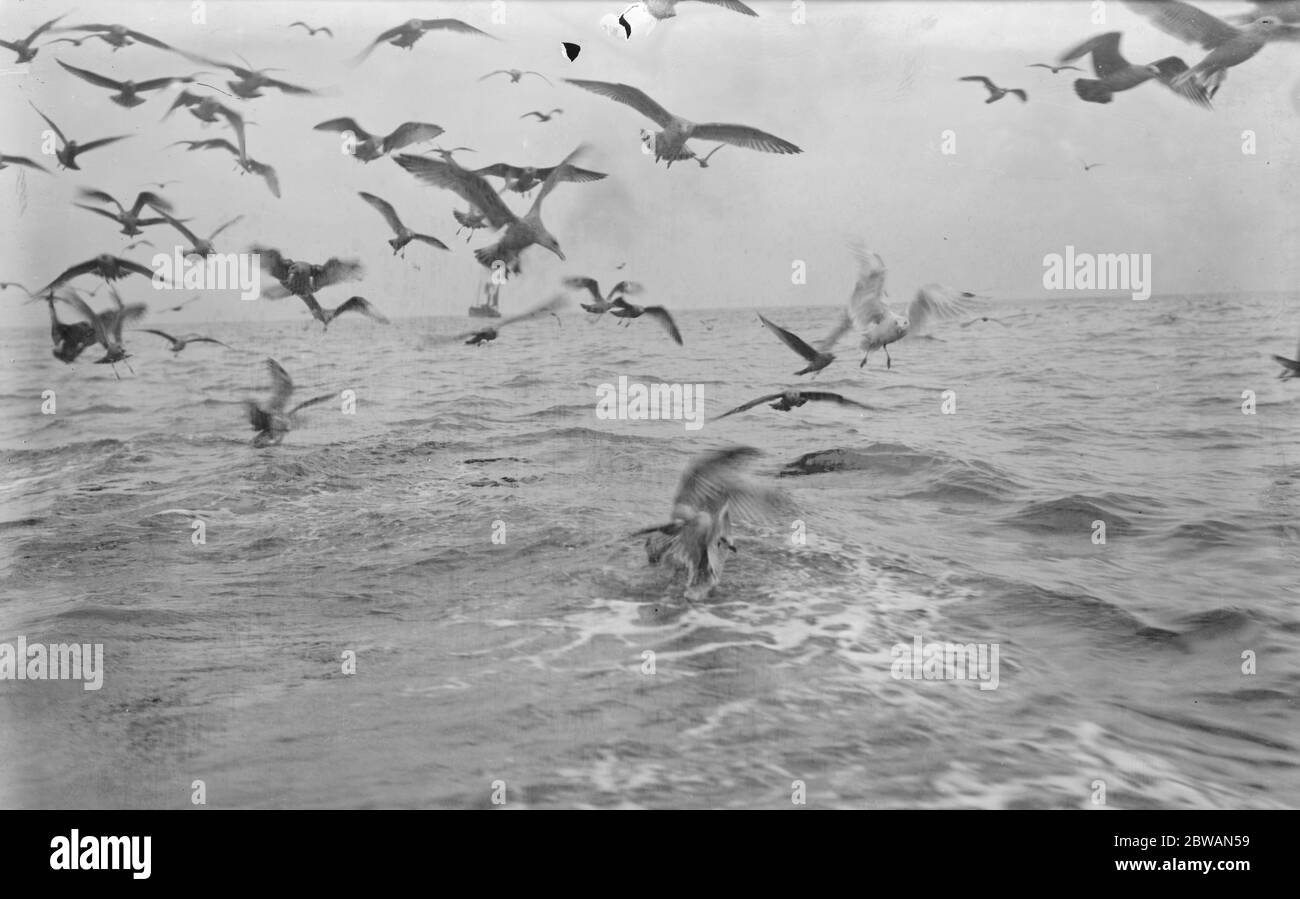 Eine Schar Möwen jagen nach Schrott von den Heringsbooten von Scarborough, die in Nordsee 1931 fischen Stockfoto