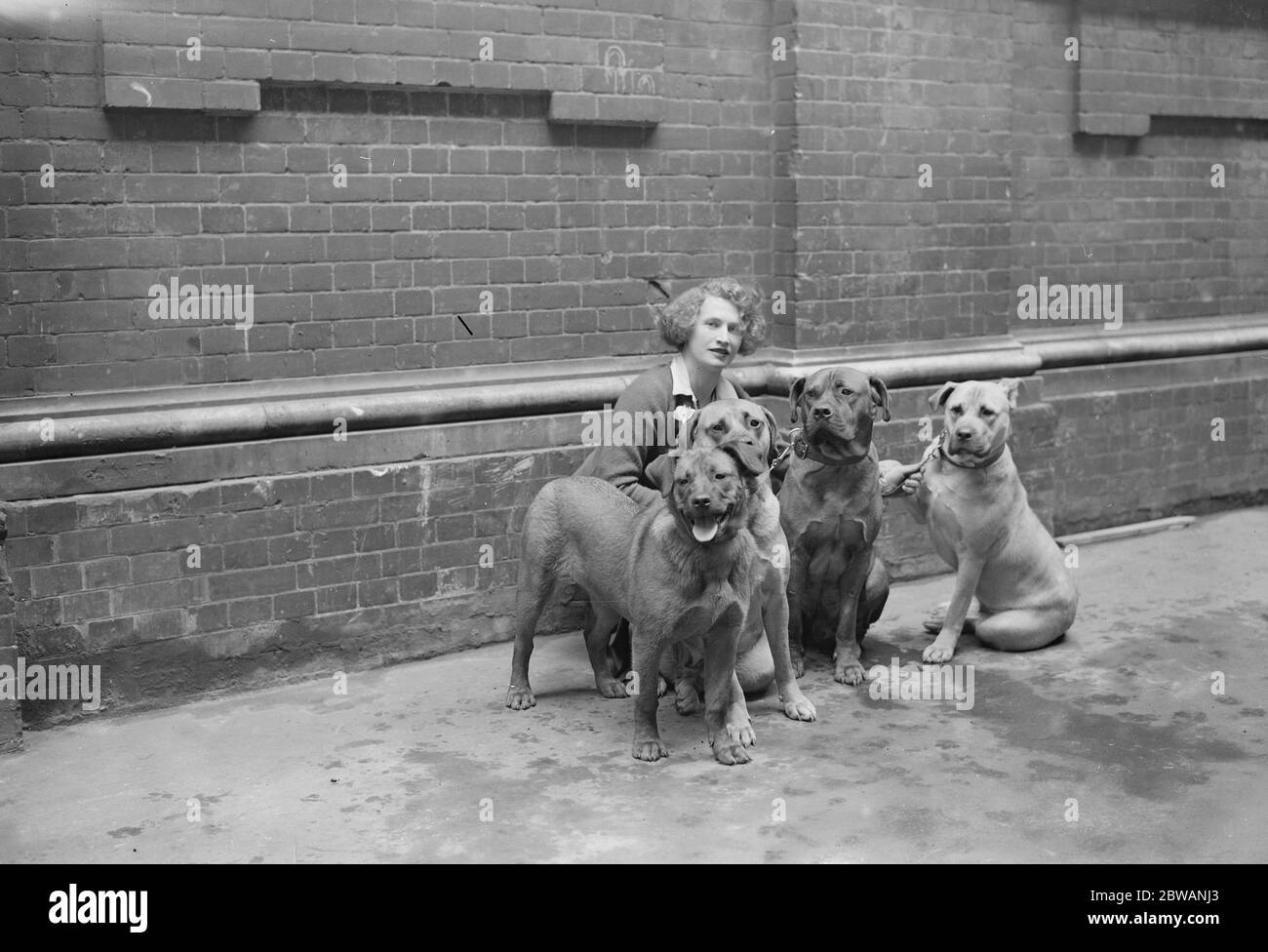 I K A Show im Olympia Mrs Murray Smith mit ihren Bull Mastiffs 1932 Stockfoto