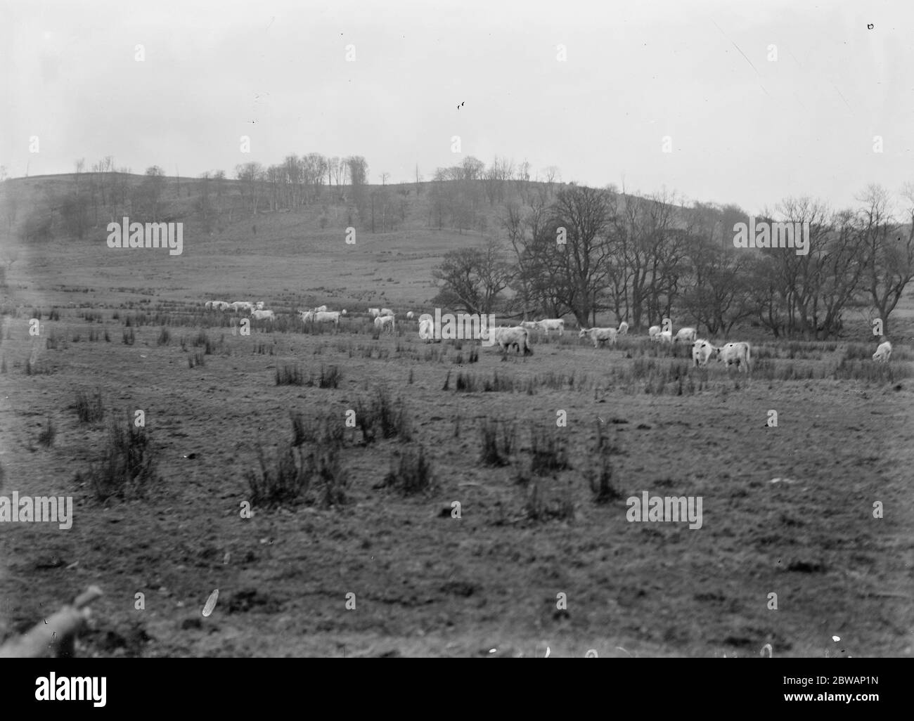 Chilingham Park Wild Cattle , Northumberland 1932 Stockfoto