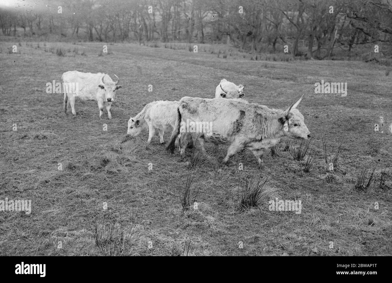 Chilingham Cattle eine Rasse von Rindern, die in Chilingham Castle, Northumberland, England leben. Diese seltene Rasse besteht aus etwa 90 Tieren in Chilingham, die einen sehr großen Park bewohnen, der seit dem Mittelalter existiert. Die Herde ist seit Hunderten von Jahren bemerkenswert genetisch isoliert geblieben und überlebte trotz der Inzucht Depression aufgrund der geringen Population Stockfoto