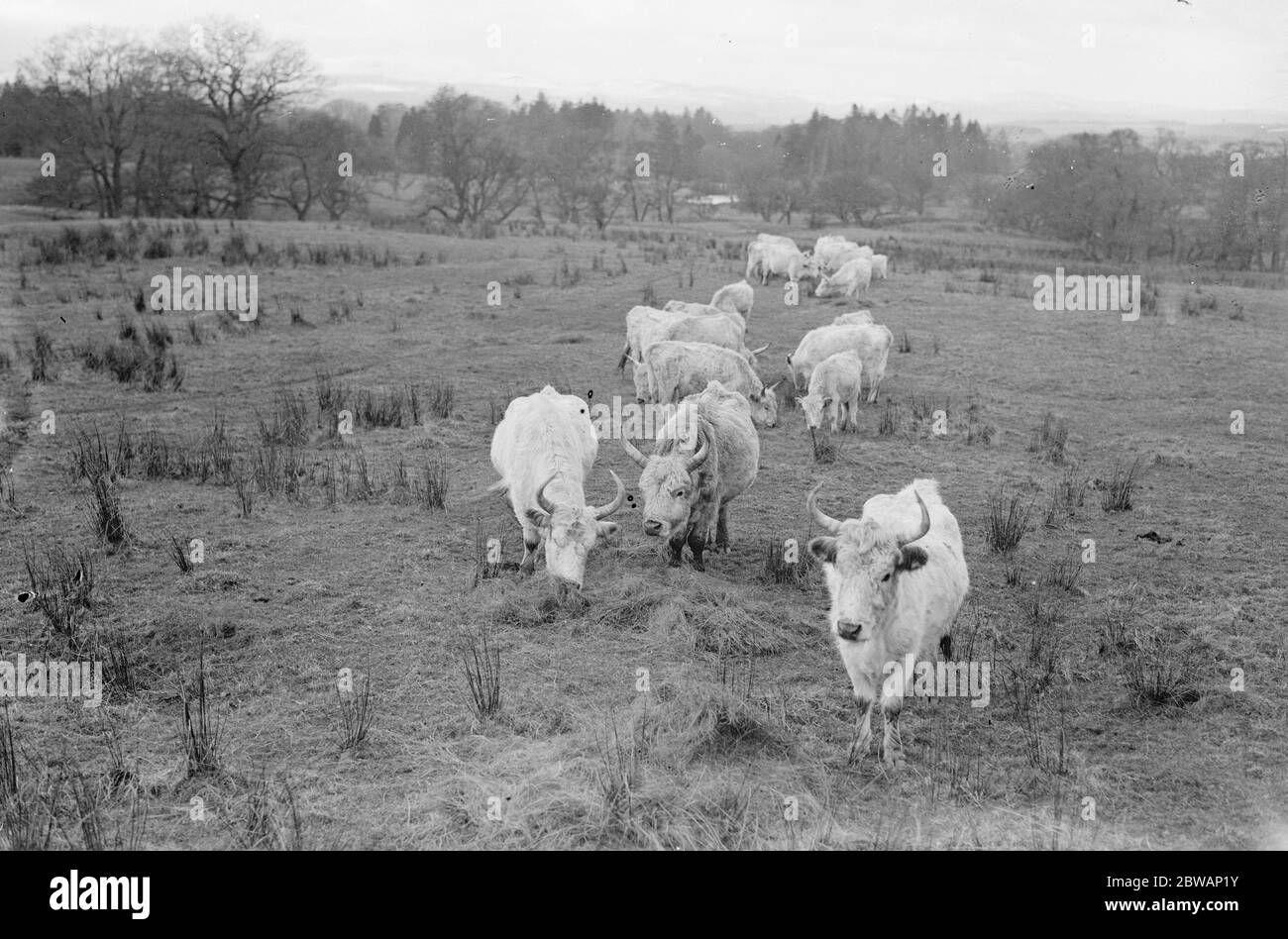 Chilingham Cattle eine Rasse von Rindern, die in Chilingham Castle, Northumberland, England leben. Diese seltene Rasse besteht aus etwa 90 Tieren in Chilingham, die einen sehr großen Park bewohnen, der seit dem Mittelalter existiert. Die Herde ist seit Hunderten von Jahren bemerkenswert genetisch isoliert geblieben und überlebte trotz der Inzucht Depression aufgrund der geringen Population Stockfoto