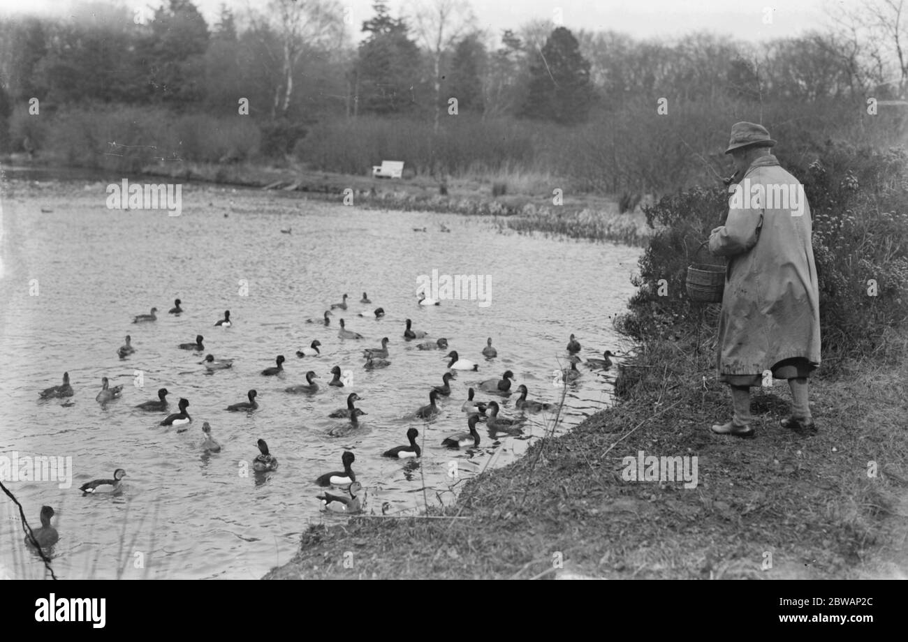 Lord Gray 's Vogelkolonie in Fallodon . Getuftete Ente (schwarz und weiß), Ring Hals Teal (drake) nächste Bank, Leinwand gesichert (sehr selten) und gemeinsame Pochard (Drachen), fast weiß mit roten Köpfen. Stockfoto