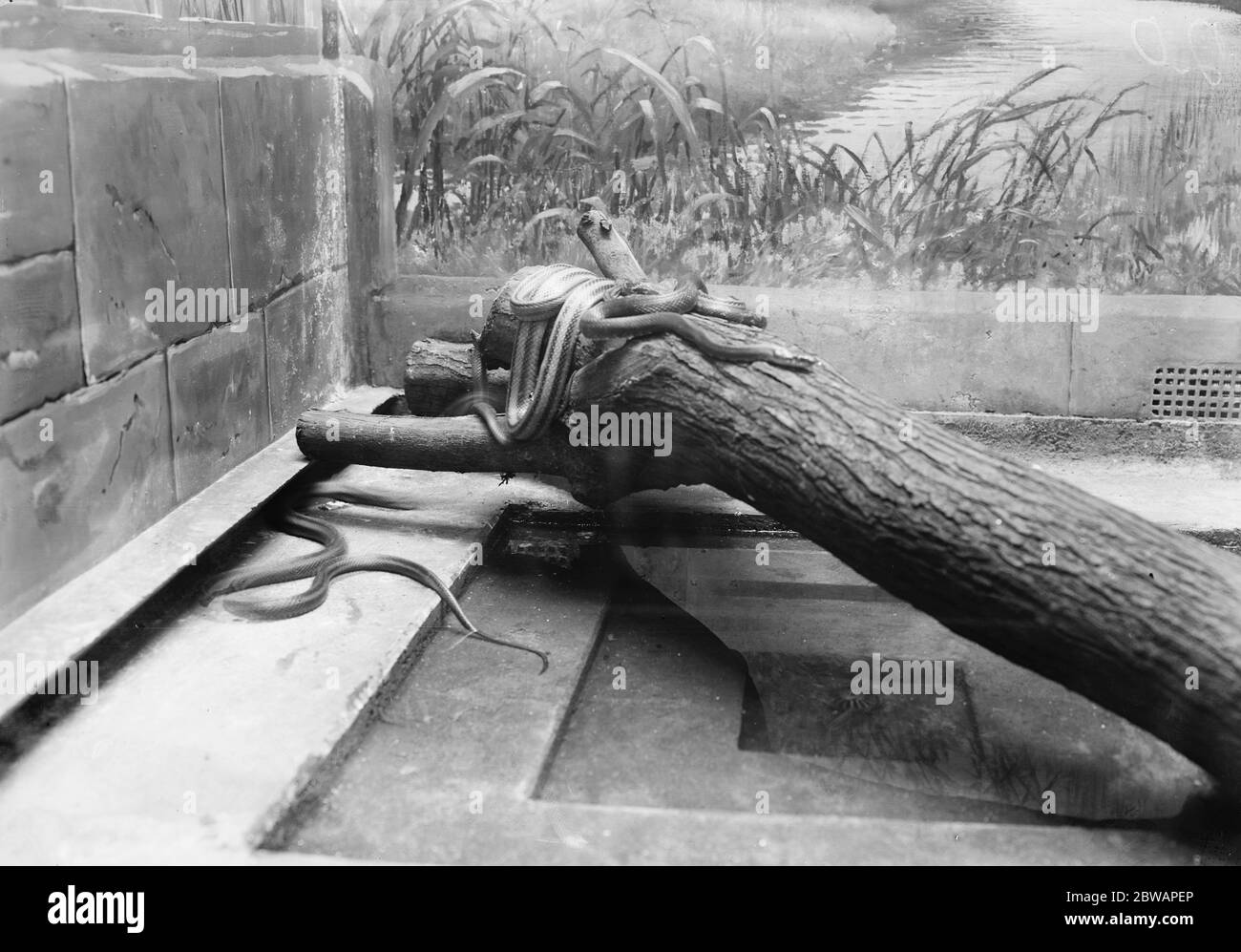 Im Zoo Fox Schlange , gestreiftes Huhn , Pilot schwarze Schlange 13 Januar 1928 Stockfoto