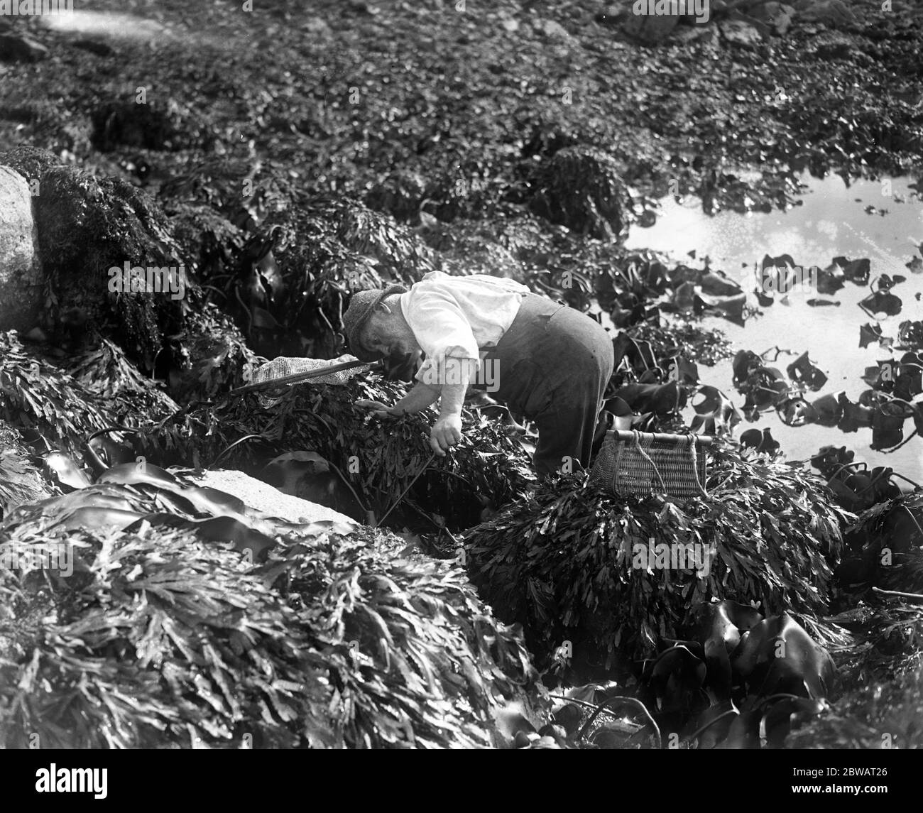 Ein Mann, der mit seinem Netz auf den Kanalinseln an der Küste nach den Urmoren oder Seeofern (Muscheln) fischt. Oktober 1920 Stockfoto