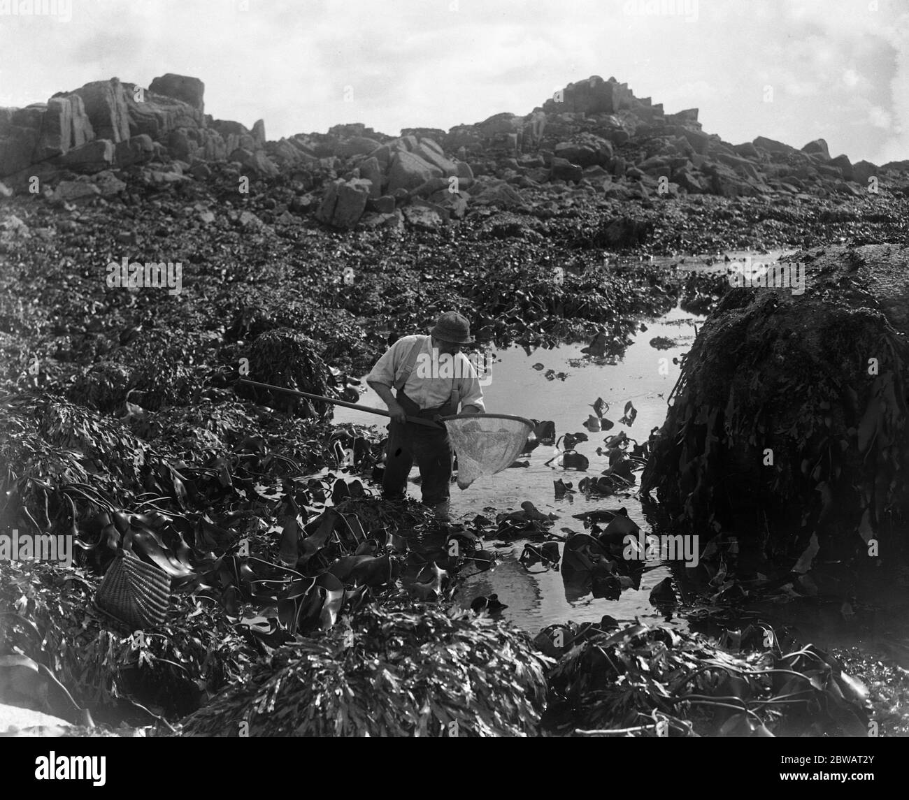 Ein Mann, der mit seinem Netz auf den Kanalinseln an der Küste nach den Urmoren oder Seeofern (Muscheln) fischt. Oktober 1920 Stockfoto