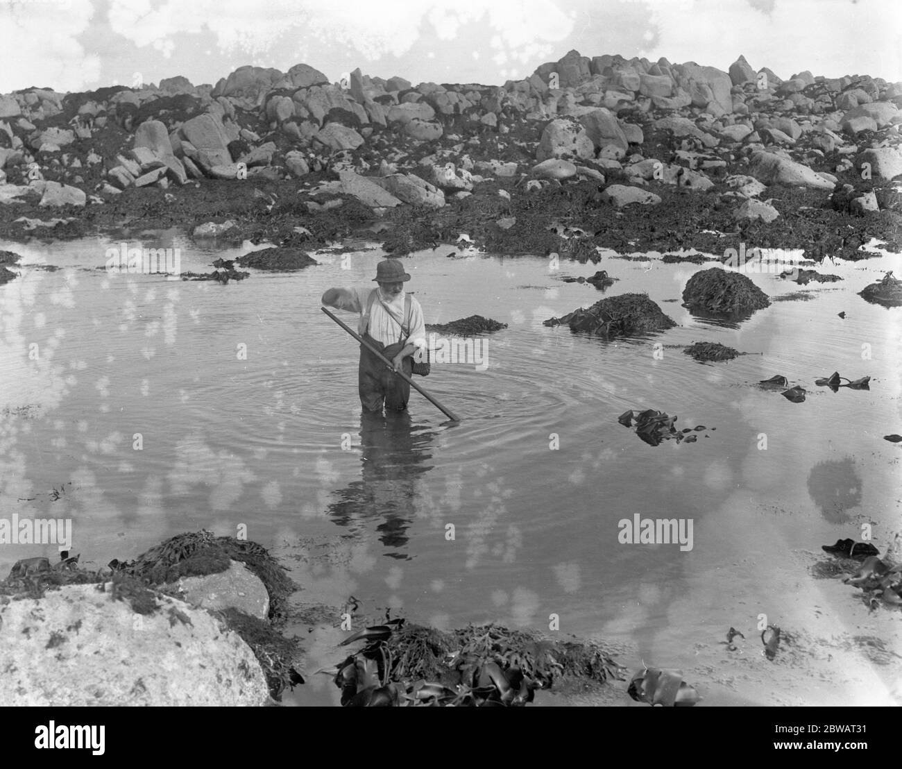 Ein Mann durchsiebt das Meer für die Vormere oder den Abalone auf den Kanalinseln. Oktober 1920 Stockfoto