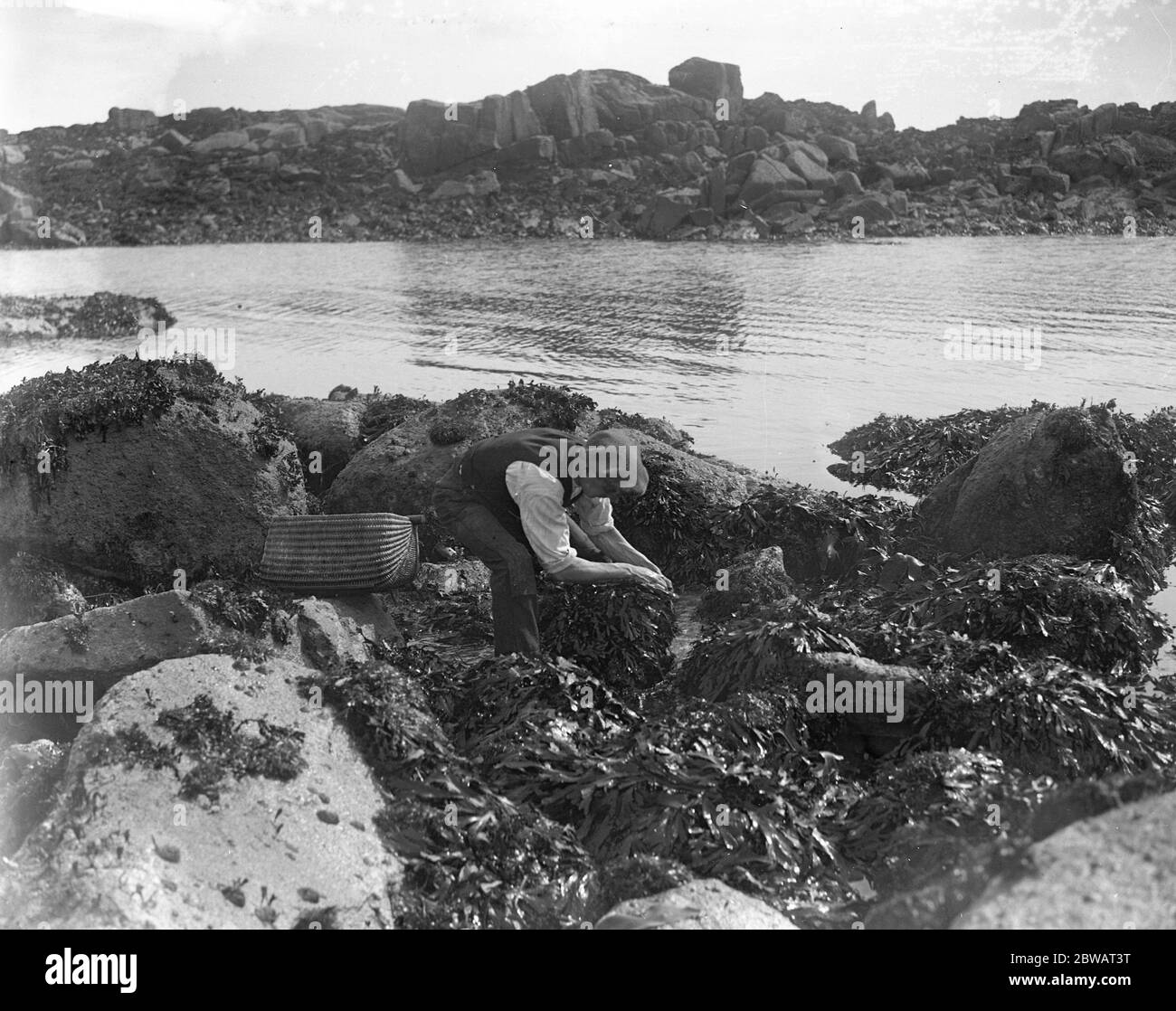 Ein Mann, der auf der Suche nach einem Abalone (Schalentiere) oder einem Abalone (Schalentiere) entlang der Küste auf den Kanalinseln ist. Oktober 1920 Stockfoto