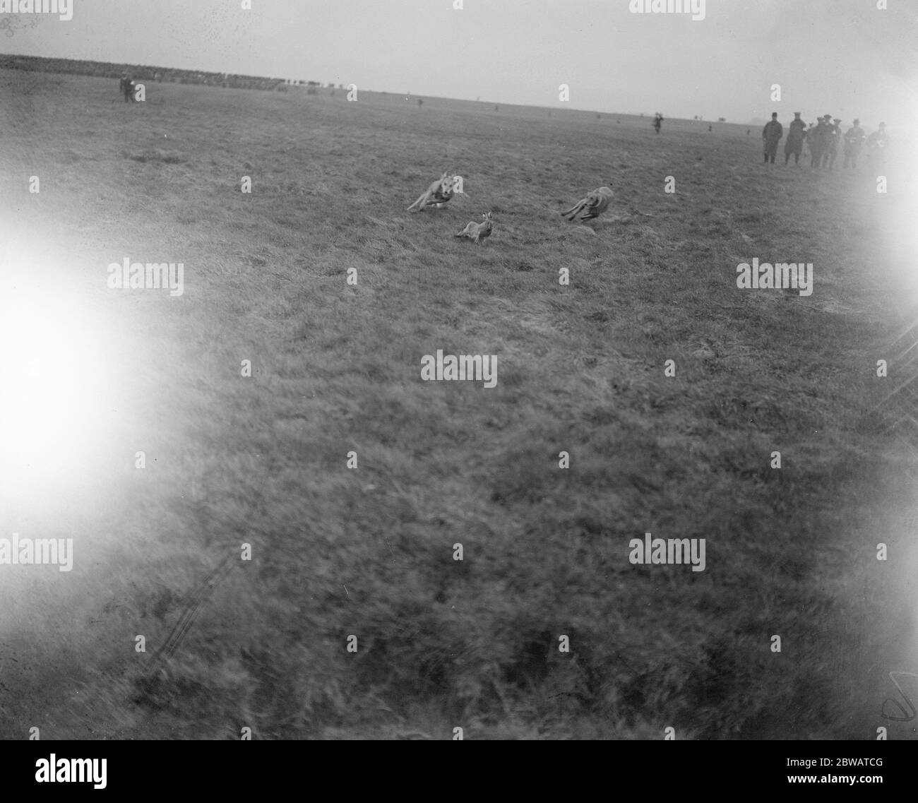 Der Waterloo Cup in Altcar drei Coursing-Hunde Rennen um den Hasen 1921 Stockfoto