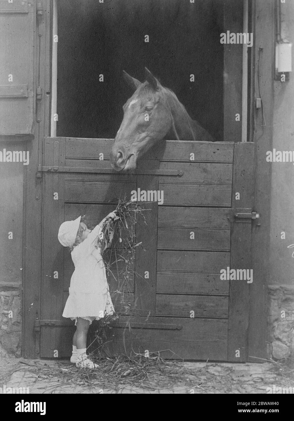 Österreichs jüngster Rennpferdebesitzer. Die Gräfin Wurmbrand wird ihre erste Siegerin Saucy Girl füttern, die beim letzten Wiener Treffen ein Handicap gewann. Mai 1922 Stockfoto