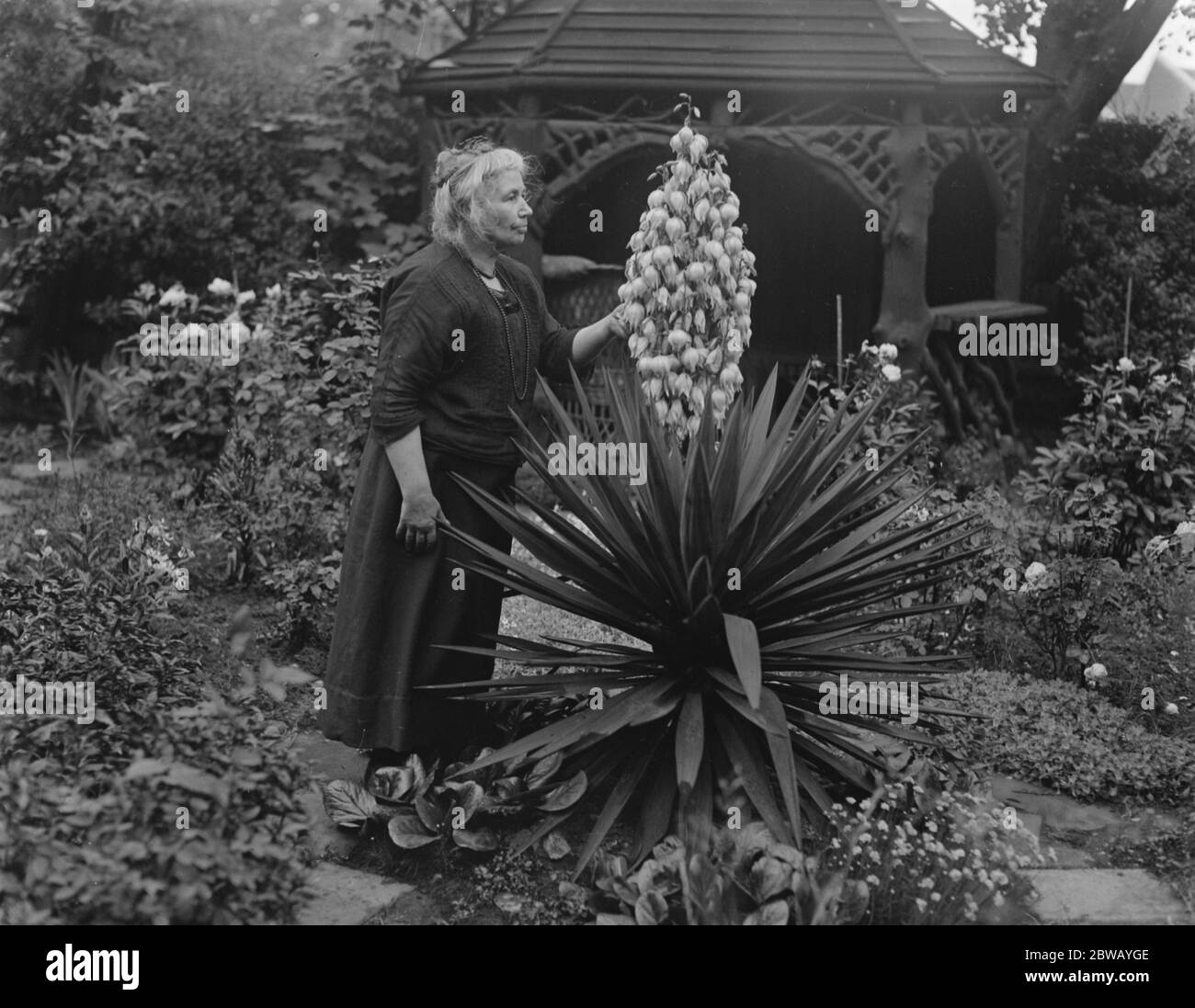 Wird sie sehen, es wieder blühen. Frau R O Davies von Emmanuel Avenue Acton bewundern in ihrem Garten eine blühende Aloe, die Yucca, die nur einmal in 50 Jahren blüht. 13 Juni 1922 Stockfoto