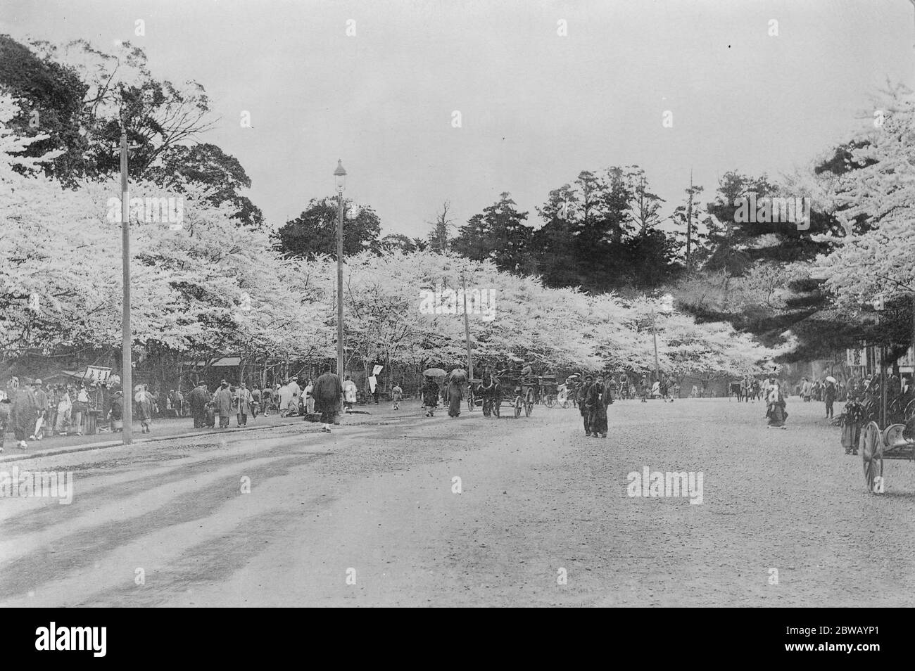Tokio Japan . Die Hauptstraße durch den Uyeno Park zeigt Kirschbäume in Blüte 31 März 1922 Stockfoto