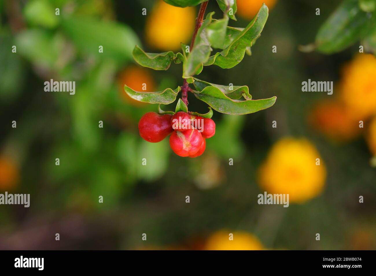 Bio vier Granatapfel Blumen hängen unter dem Baum mit Unschärfe Natur Hintergrund Stockfoto