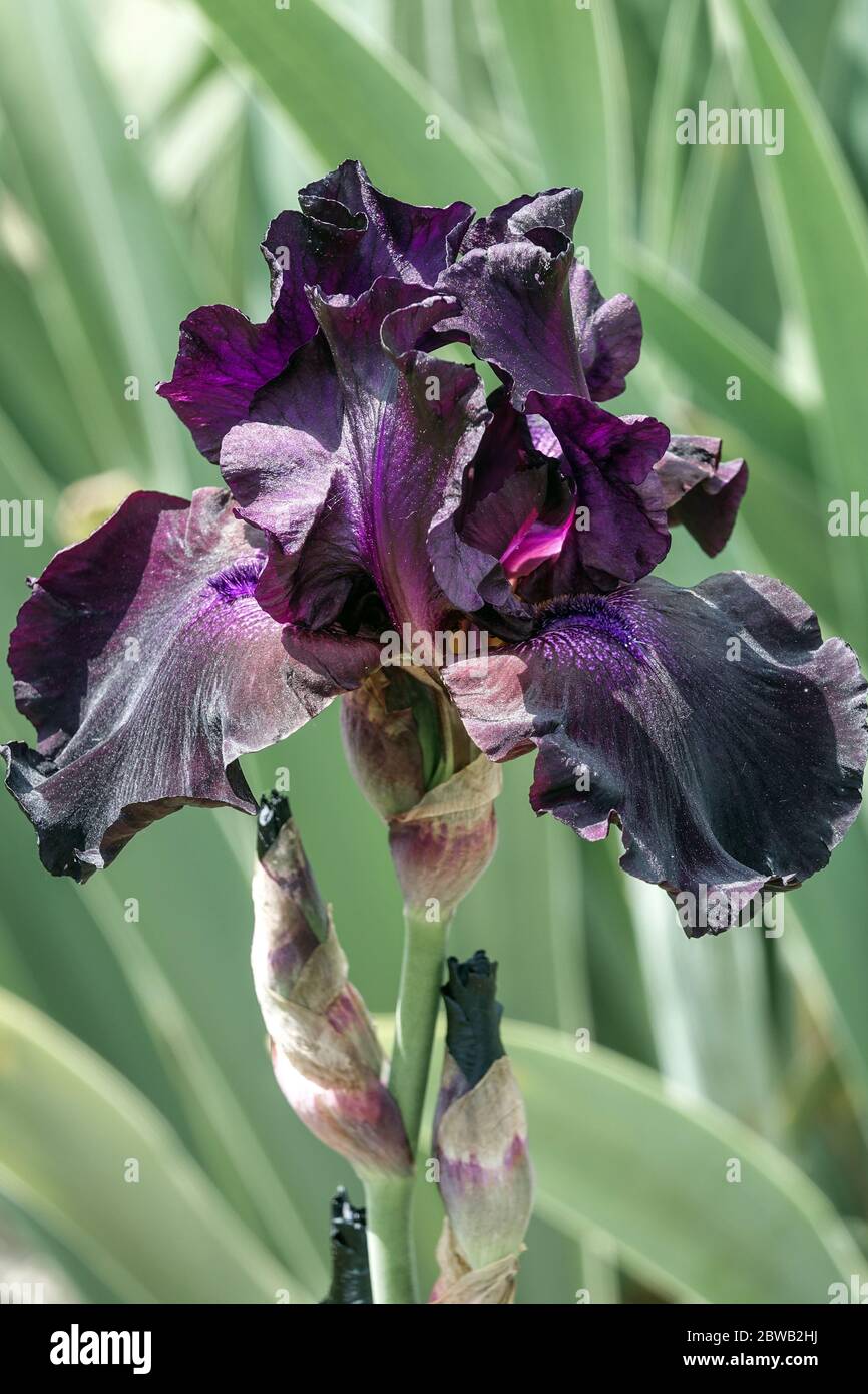 Dunkelblau-violett hohe bärtige Irisblume „Superstition“ Schwarze Irisblume Stockfoto