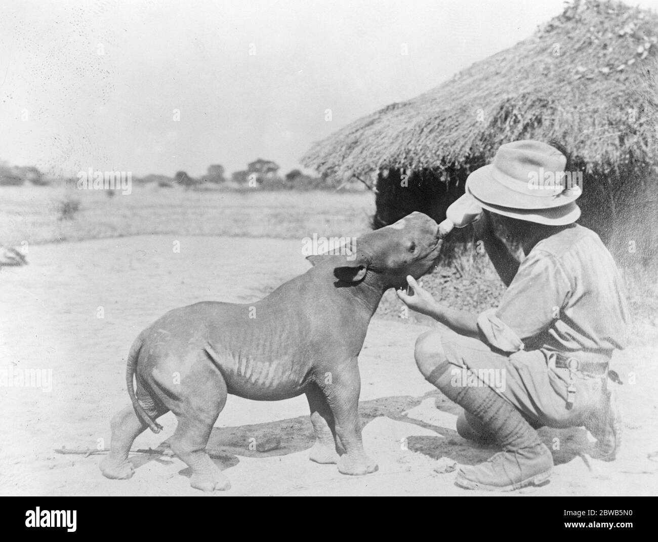 Baby Nashorn mag die Flasche. Ein Bild eines 2 Monate alten Nashornbabys, das mit Milch aus einer Flasche im Tanganjika-Territorium gefüttert wird. 13 Dezember 1922 Stockfoto