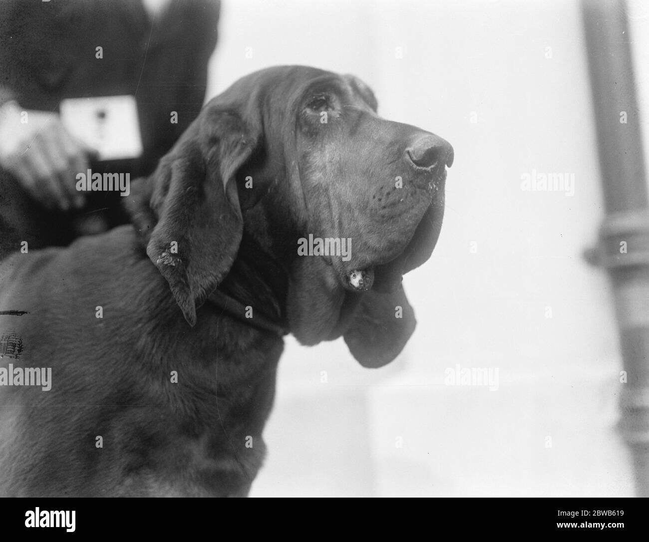 Championship Dog Show der Kensington Canine Society in Holland Park Rink, London. Mr Hyldon 's Dark of Brighton ein Champion Bluthund . 27. April 1922 Stockfoto