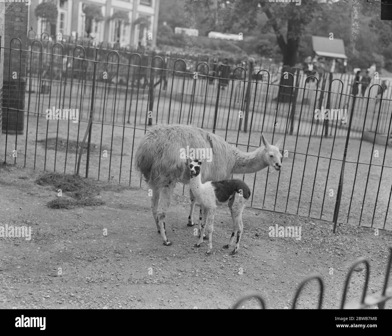 MA und ihr kleiner Llama . Das Baby Lama im Zoo. Es ist etwa 14 Tage alt und wird hier gesehen, wie man eine Lüftung mit seiner Mutter nimmt. Bis 31. August 1923 Stockfoto