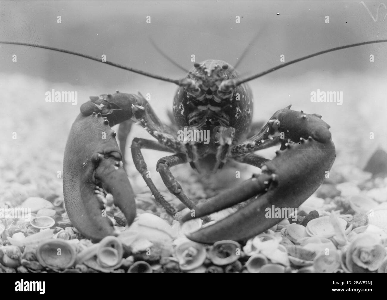 Die Wunder des neuen Zooaquariums der Hummer im Aquarium. April 1924 Stockfoto