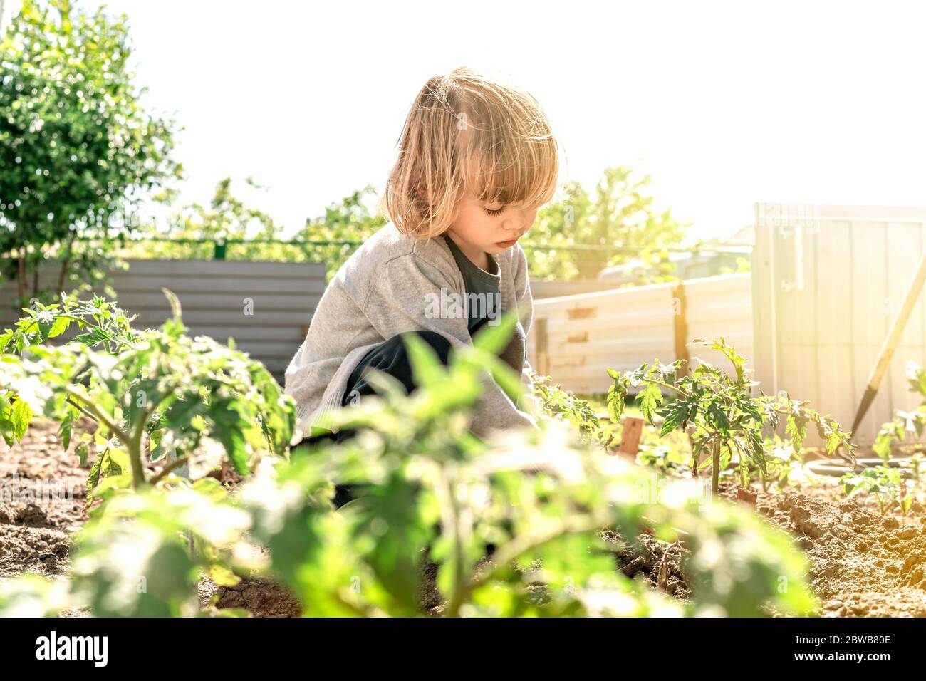 Lustige tomaten Fotos und Bildmaterial in hoher Auflösung Alamy