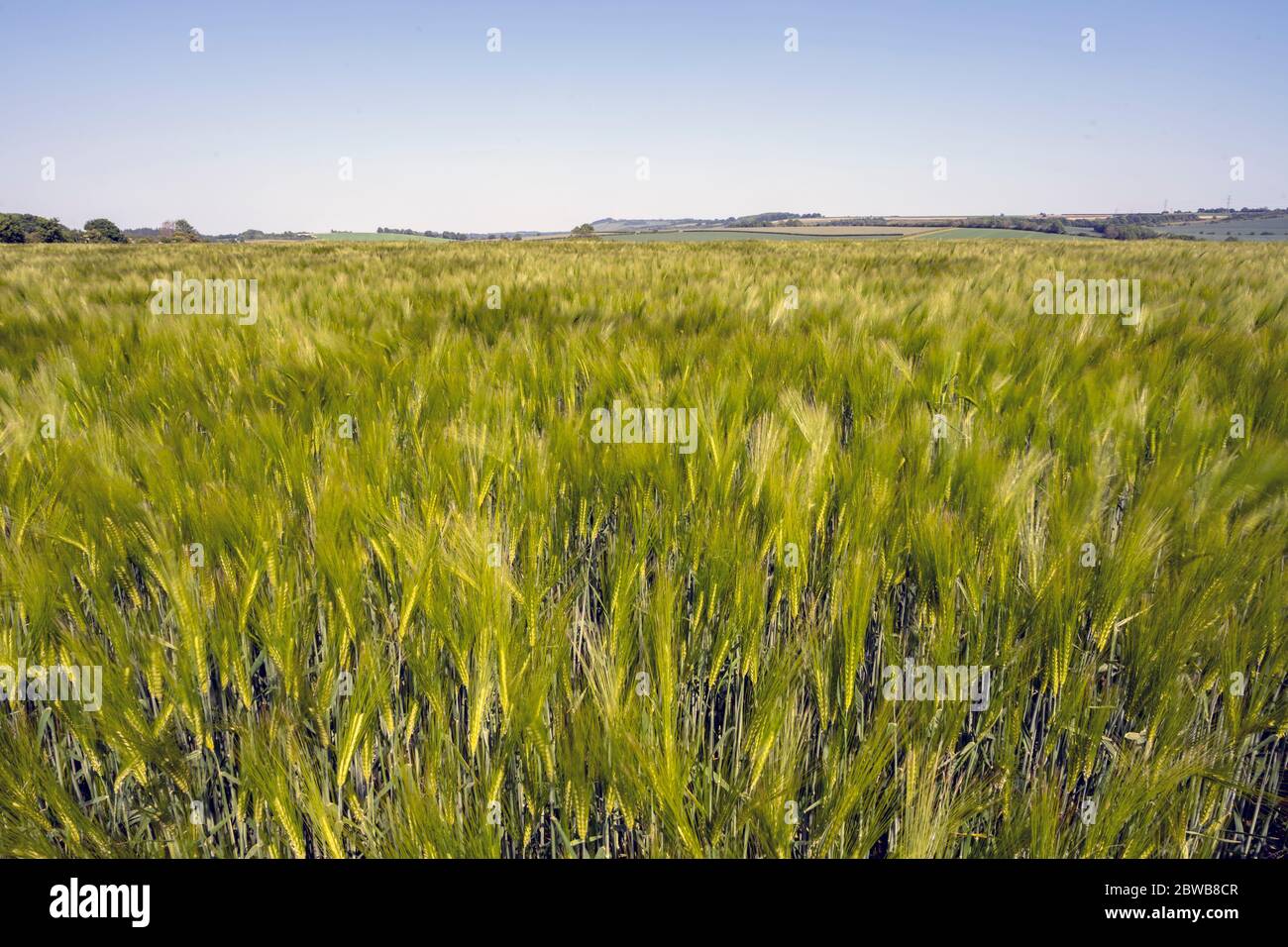 Weizenfeld in der Sommersonne Stockfoto