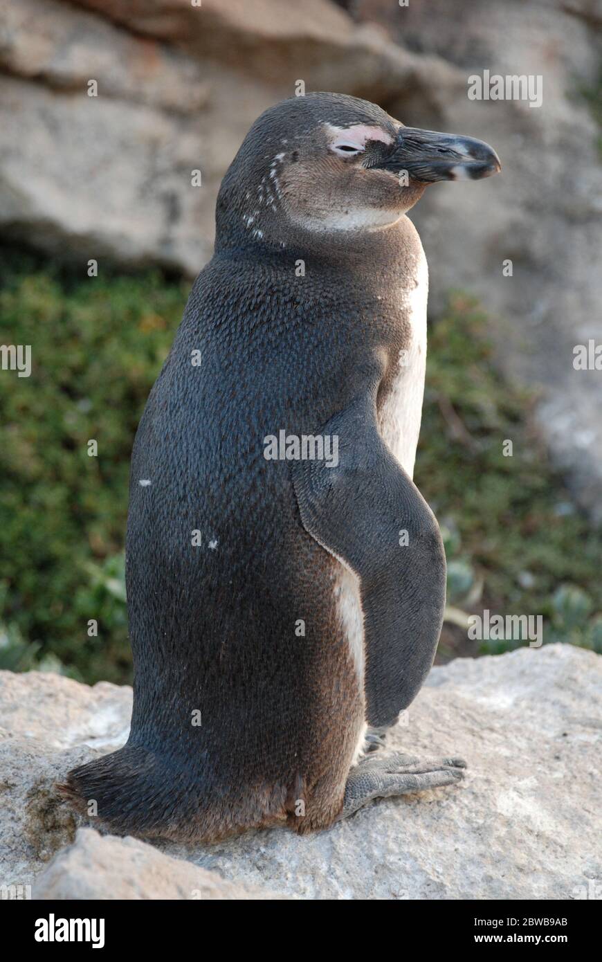 Ein junger Afrikanischer Pinguin (Spheniscus demersus), fotografiert in Boulder's Beach, Südafrika. Stockfoto