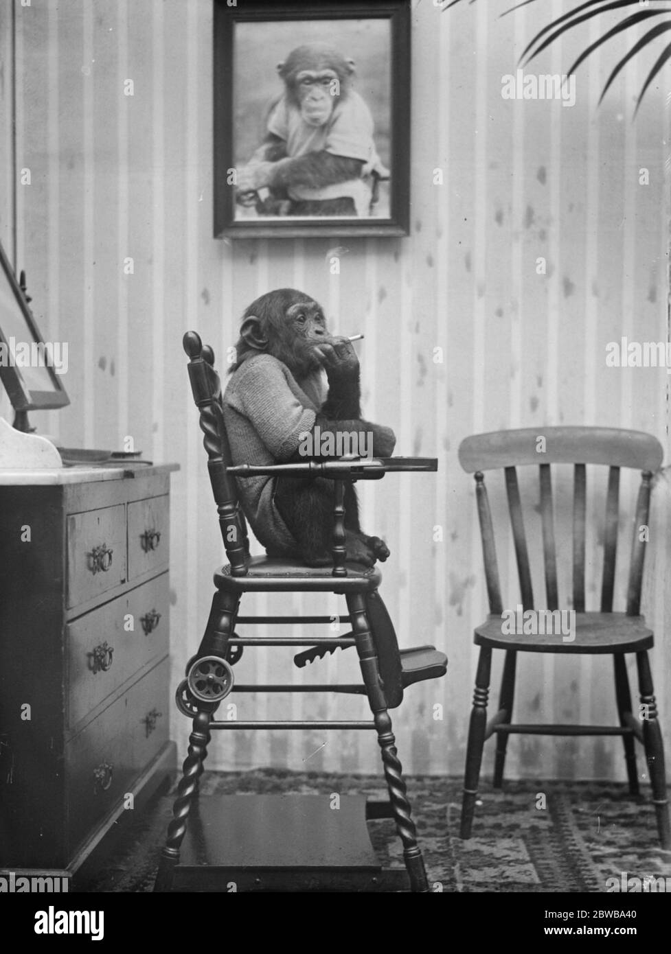 Herr Cherry Kearton' wunderbarer Schimpanse begleitet ihn in seinem Filmvortrag "Wild Animal Life". Mary genießt eine ruhige Zigarette. Ihr Porträt hängt an der Wand. 28. April 1926 Stockfoto