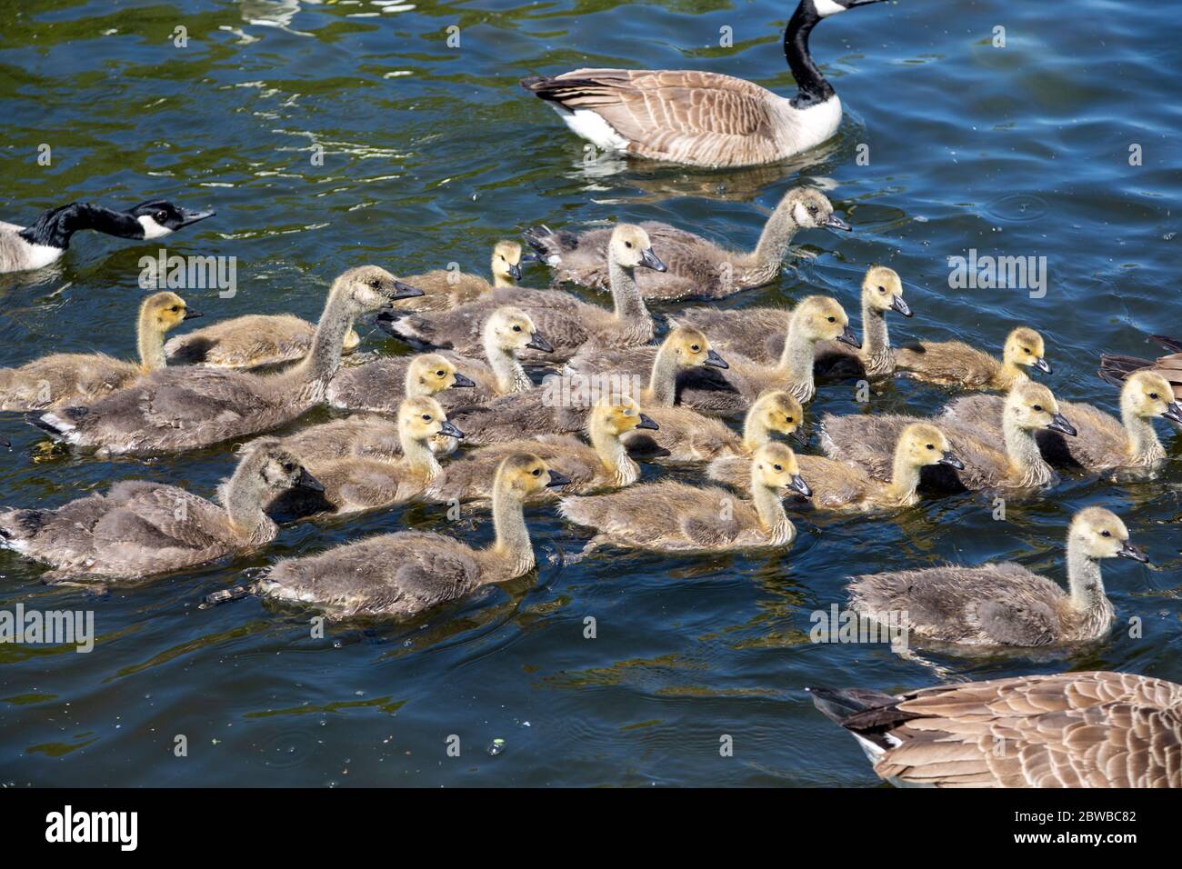 Branta canadensis Kanadische Gänse am Fluss Avon, Stratford-upon-Avon, Warwickshire, England, Großbritannien Stockfoto