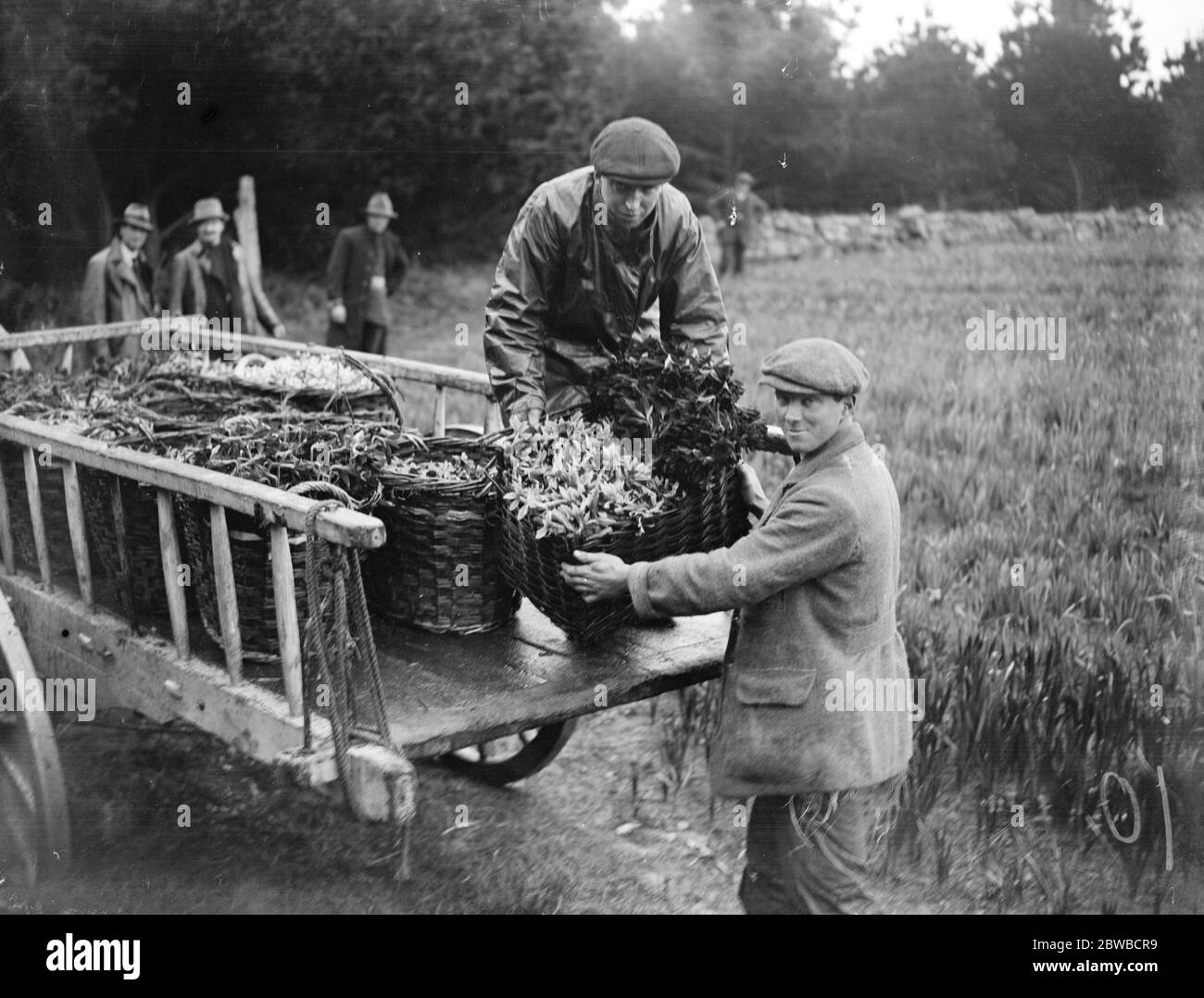 Die Blumenernte in den Schlarnheiten . Bei Tresco laden Körbe von "princeps" und "goldenen Sporn" (Narzissen) auf dem Blumenwagen. 1923 Stockfoto