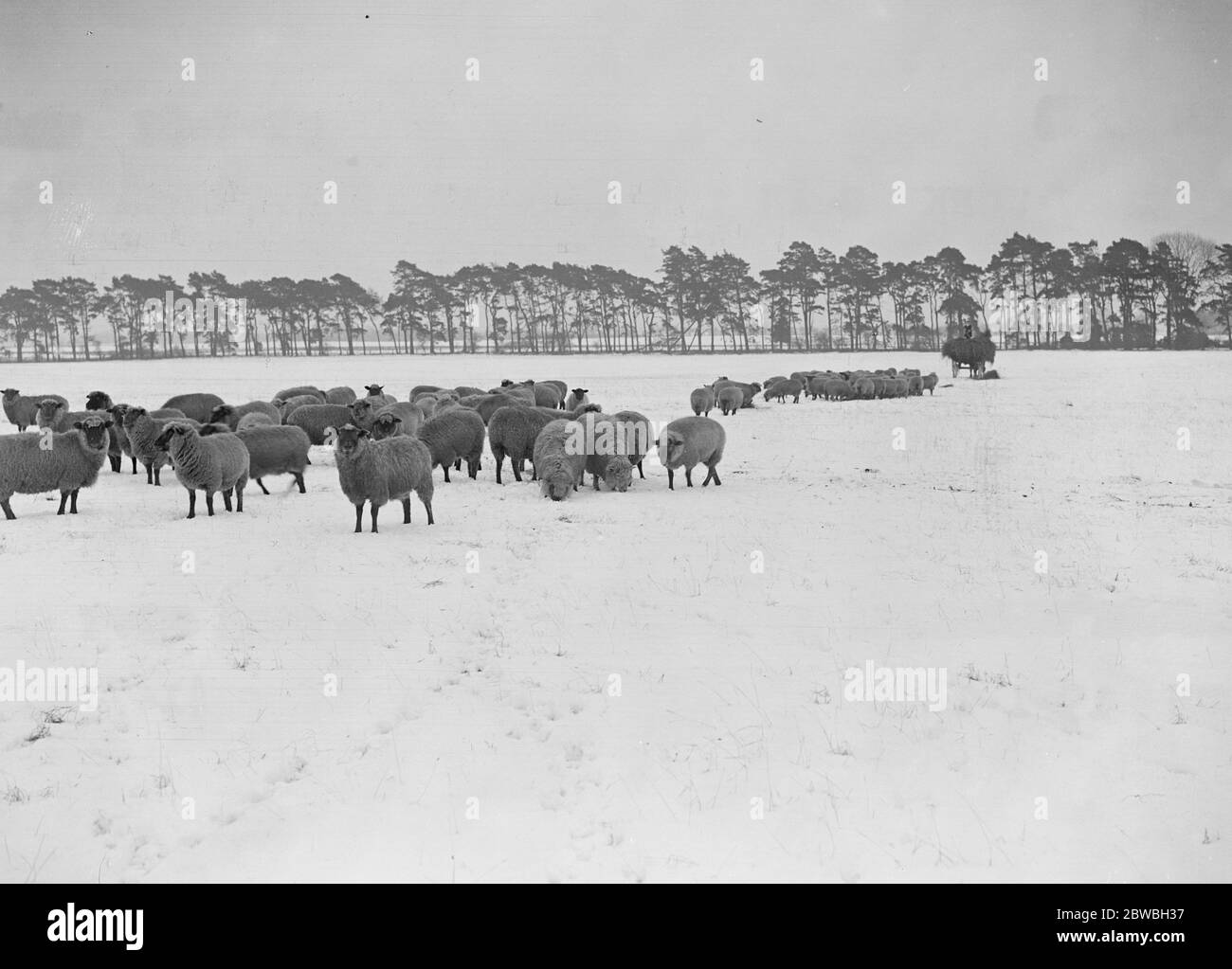 Mädchen Landarbeiter im Schnee bei Thetford , Norfolk 19 Januar 1918 Stockfoto