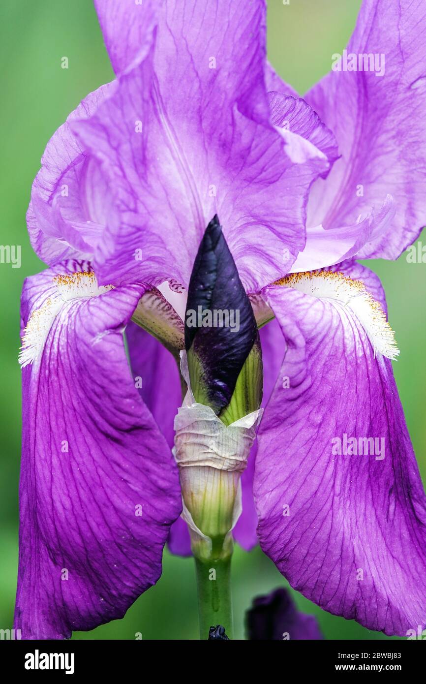 Große, bärtige Irisblume, lila „Rapsodie“ Stockfoto