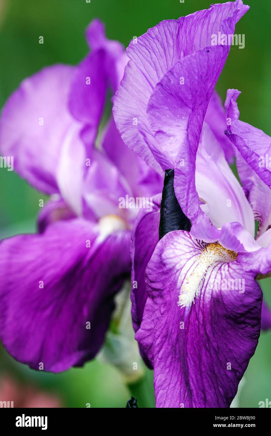 Lila Bartlaus Rapsodie Iris Blume lila Stockfoto