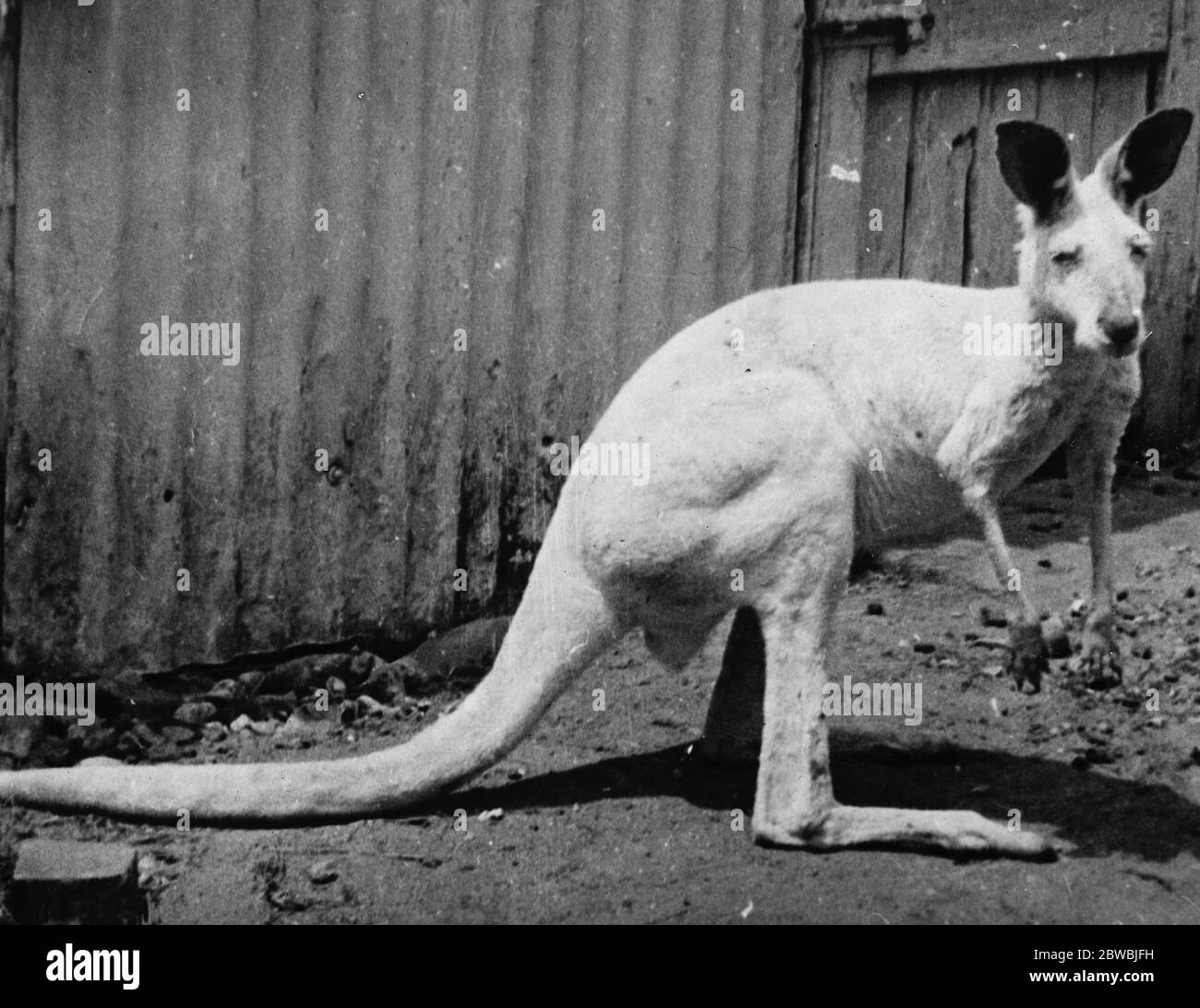 Weiße Känguru Prinzessin . 12. November 1919 Stockfoto