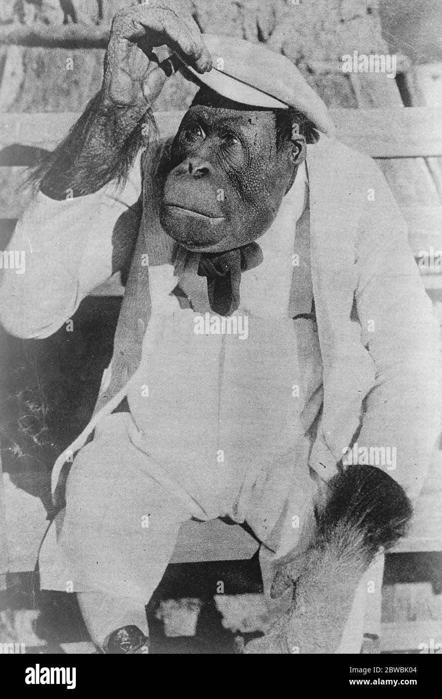 Berühmte Film Affen vermählt . Joe Brown, der berühmte Affe, so oft auf den Filmen gesehen, deren Ehe mit May Brown wurde vor kurzem im New York Zoo gefeiert. Er ist sieben Jahre alt und für £10,000 versichert. April 1921 Stockfoto