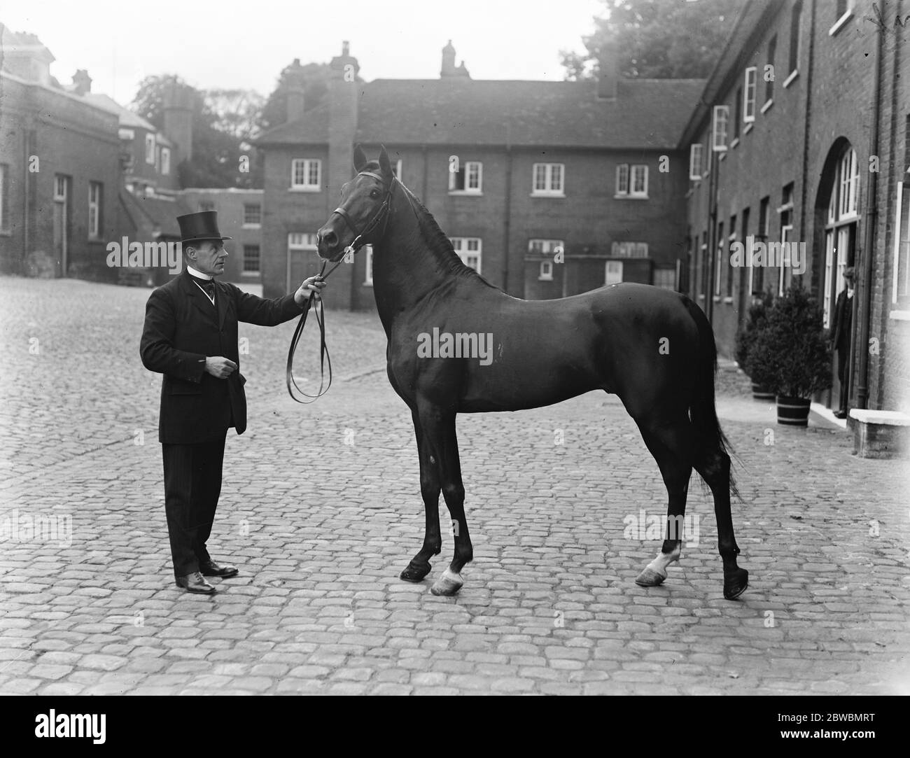 Arabisches Pferd, das dem König vom König von Hedjaz geschenkt wurde. 1919 Stockfoto