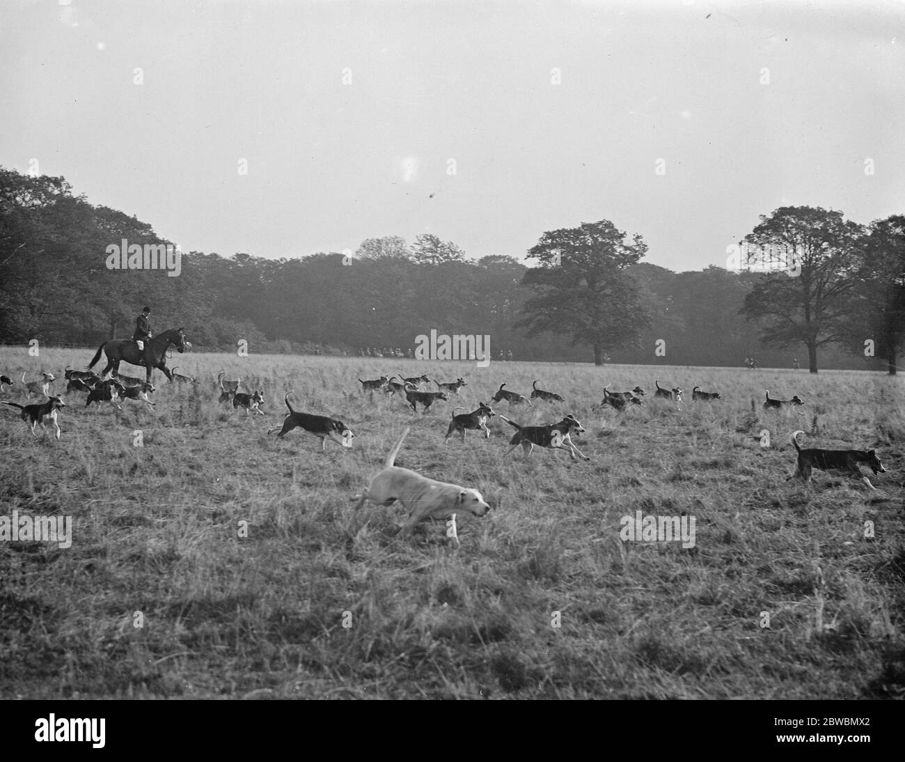 Jagd auf Südhunde Stockfoto