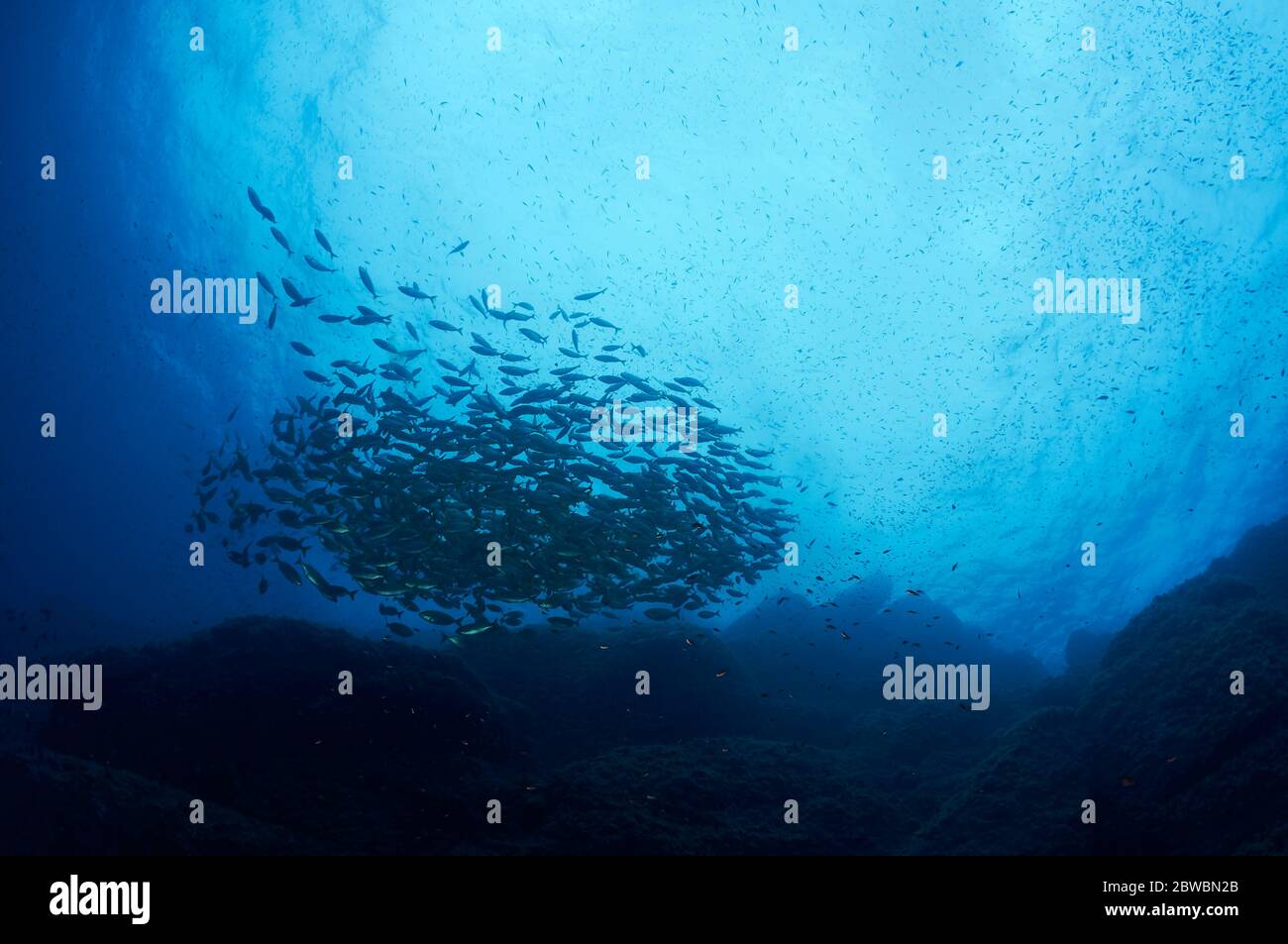 Unterwasseransicht einer Schule von Traumfischen (Sarpa salpa) im Naturpark Ses Salines (Ibiza, Pityuses, Balearen, Mittelmeer, Spanien) Stockfoto