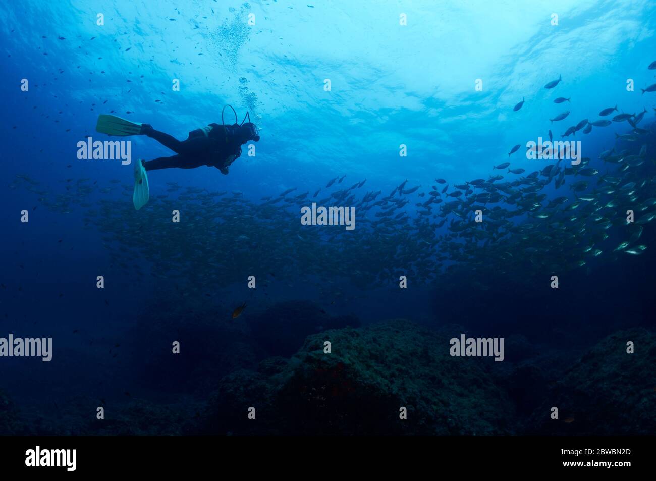 Unterwasseransicht eines Tauchers mit einer Schule von Traumfischen (Sarpa Salpa) (Ses Salines Naturpark, Ibiza, Balearen, Mittelmeer, Spanien) Stockfoto