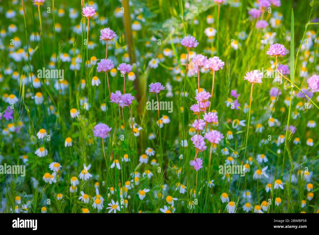 Wilde Blumen. Stockfoto