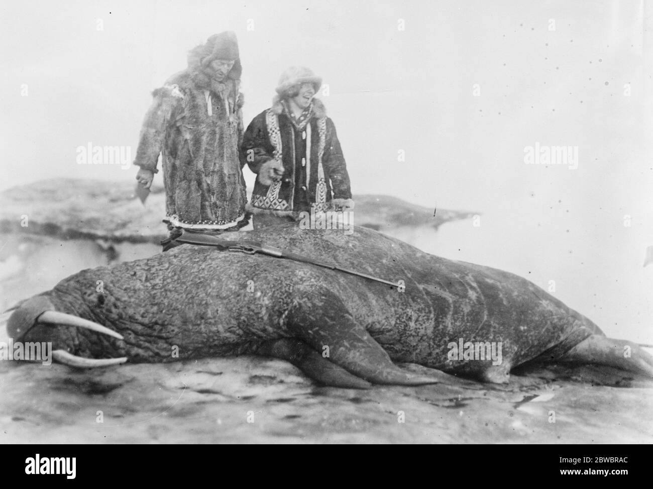 Arktis-Expedition von Kapitän F. E. Kleinschmidt . Kapitän und Frau Kleinschmidt mit einem riesigen männlichen Walross, getötet für Museam-Exemplare. 10 Juni 1926 Stockfoto