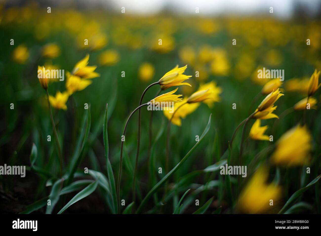 Ein gelbes Sonnenblumen auf dem Feld Sommer Foto Stockfoto
