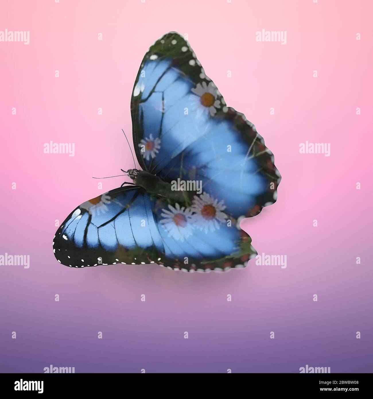 Schmetterling Morpho didius. 3D-Rendering, Effekt mit doppelter Belichtung Stockfoto