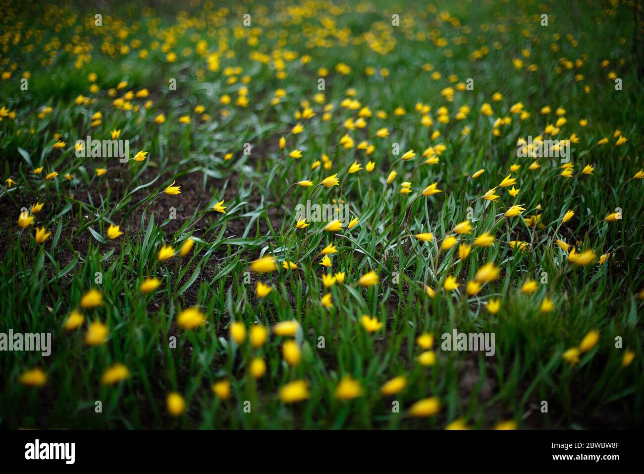 Ein gelbes Sonnenblumen auf dem Feld Sommer Foto Stockfoto