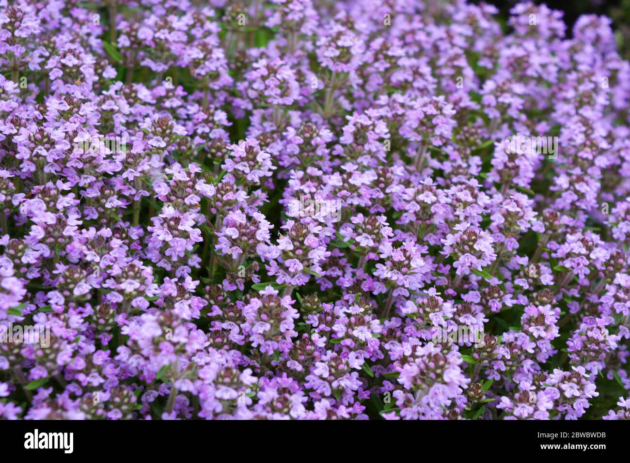 Hell riechende lila blühende Oregano Blumen wachsen draußen. Heilkraut