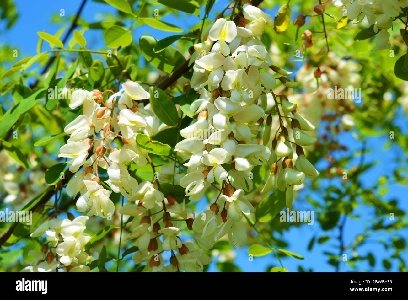 Helle bunte Cluster von weißen Blüten mit grünen Blättern, die auf einem Akazienbaum blühen. Viele helle Zweige mit Blumen wie Samt gelegen. Stockfoto