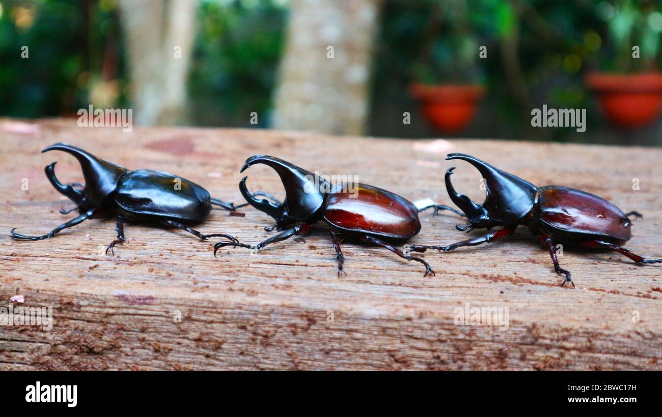 Rote Käfer, schwarze Käfer Klettern auf Bäumen ein Insekt einer Ordnung durch Vorbeigehen in der Regel in harten Flügel Fällen (elytra), dass CO unterschieden Stockfoto