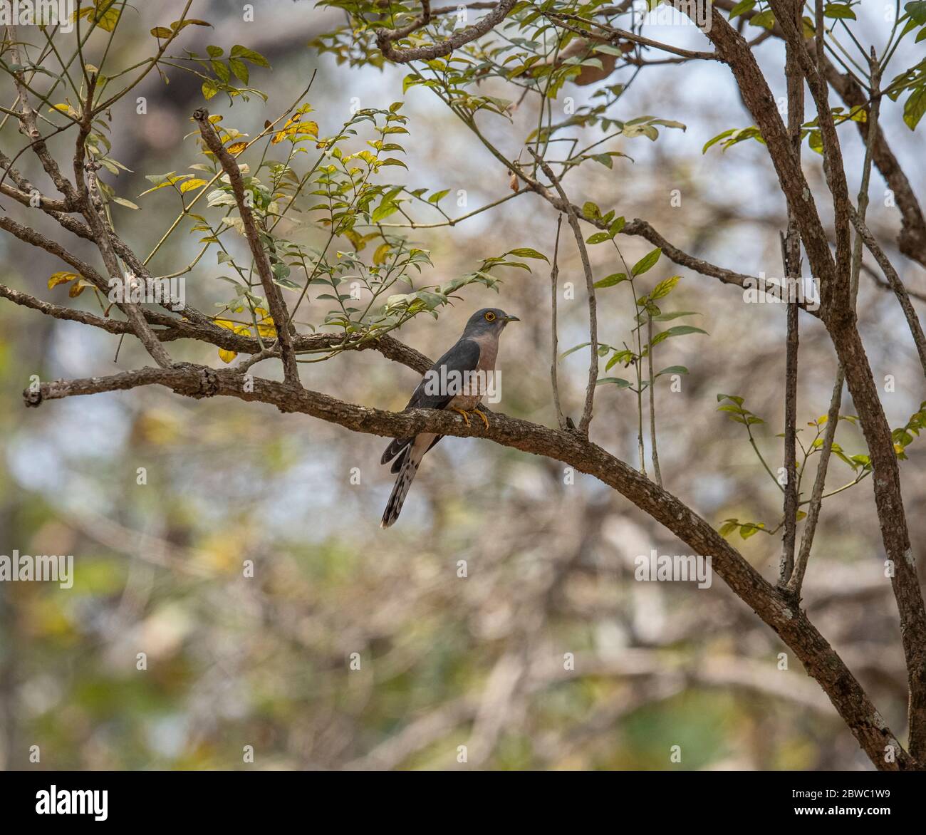 Das Ranganathittu Bird Sanctuary ein Paradies mit über 200 Arten von lebendigen und wunderschön aussehenden Vögeln und Nistreiher beherbergt Vogelvarianten Stockfoto