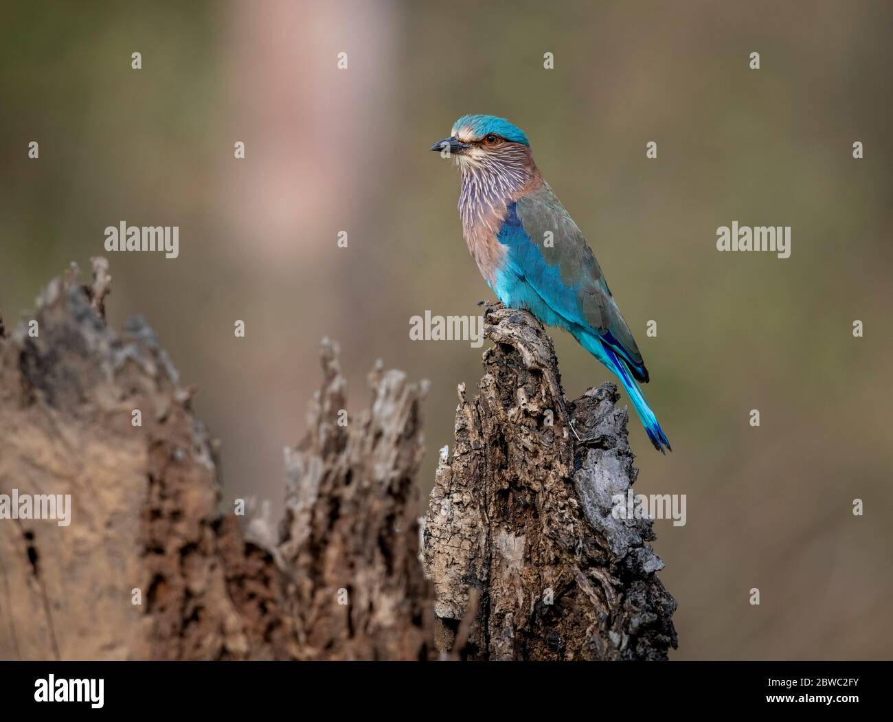 Das Ranganathittu Bird Sanctuary ein Paradies mit über 200 Arten von lebendigen und wunderschön aussehenden Vögeln und Nistreiher beherbergt Vogelvarianten Stockfoto