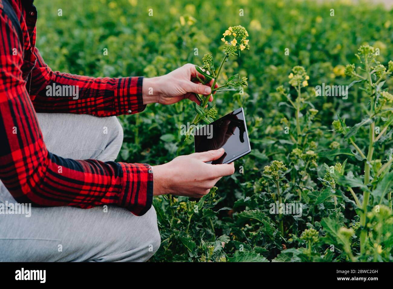 Farmer in rot kariertes Hemd mit Tablet auf Rapsfeld. Anwendung moderner Technologien und Anwendungen in der Landwirtschaft. Konzept der intelligenten Landwirtschaft und agr Stockfoto
