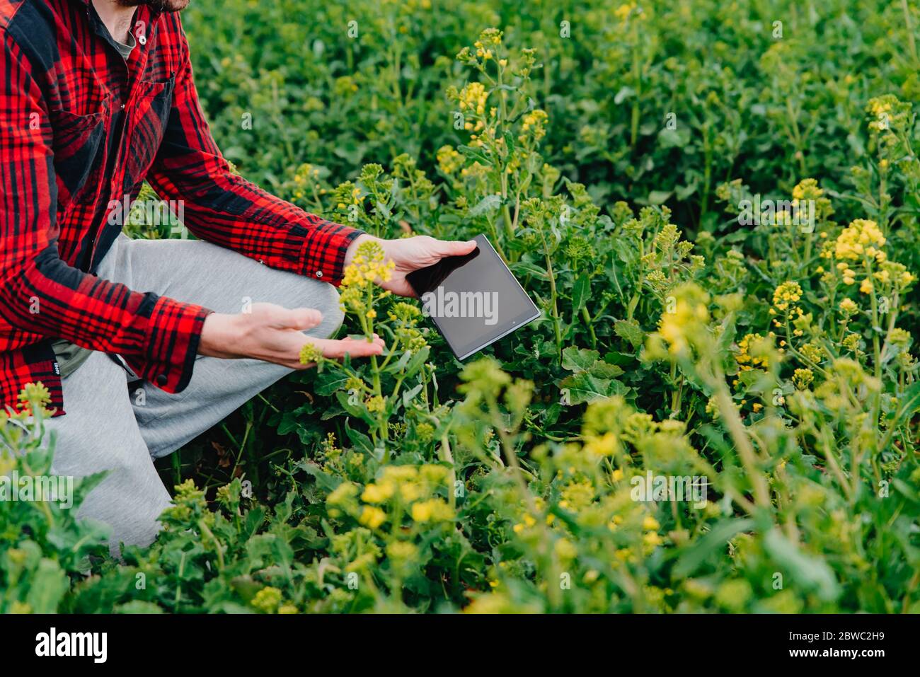 Farmer in rot kariertes Hemd mit Tablet auf Rapsfeld. Anwendung moderner Technologien und Anwendungen in der Landwirtschaft. Konzept der intelligenten Landwirtschaft und agr Stockfoto